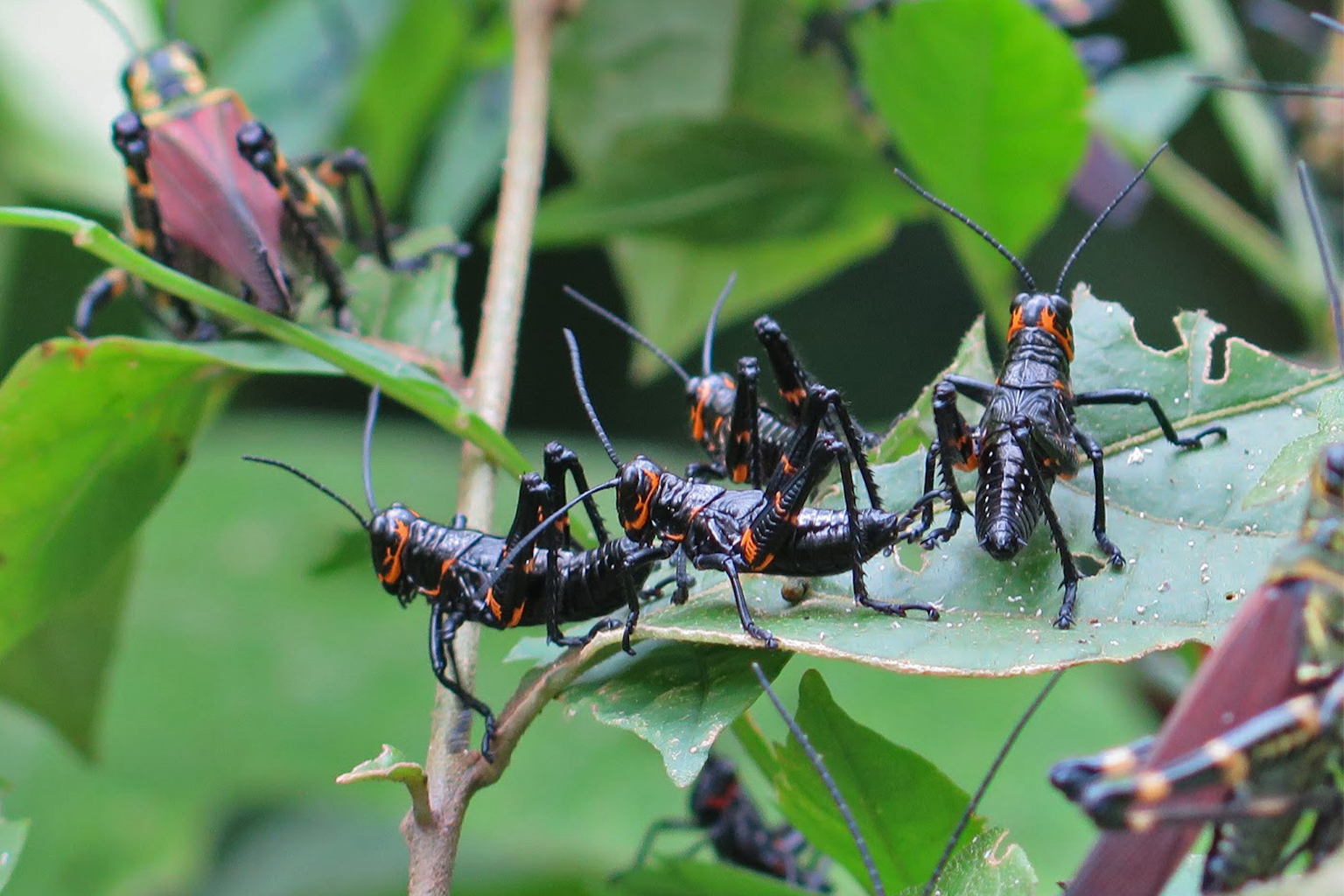 insetos-mais-comuns-no-verao-brasileiro-e-como-combate-los
